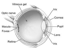Cataract Lens