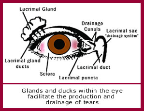 Dry Eye