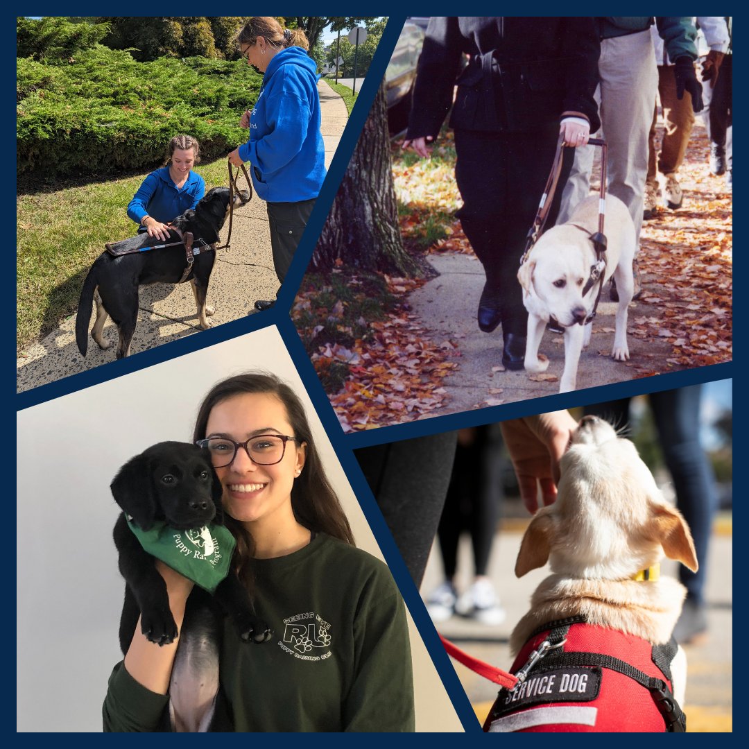 photo collage of guide dogs