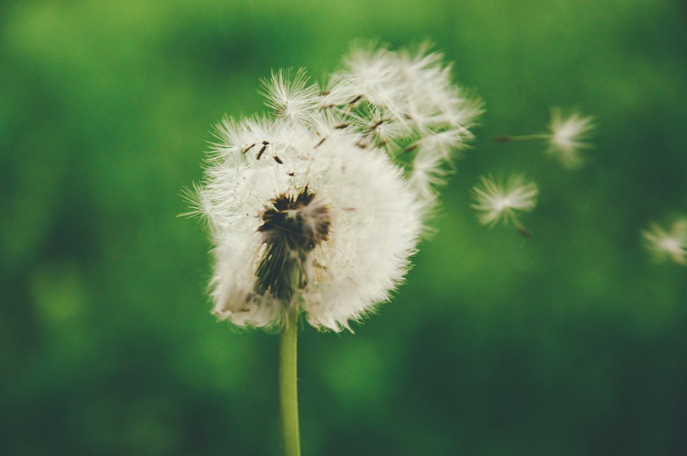 dandelion