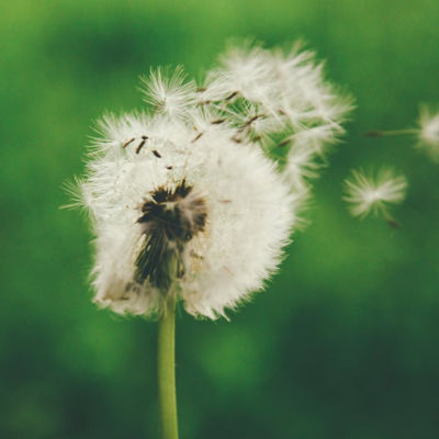 dandelion
