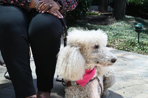 Close up shot of Lachelle's guide dog Lyra